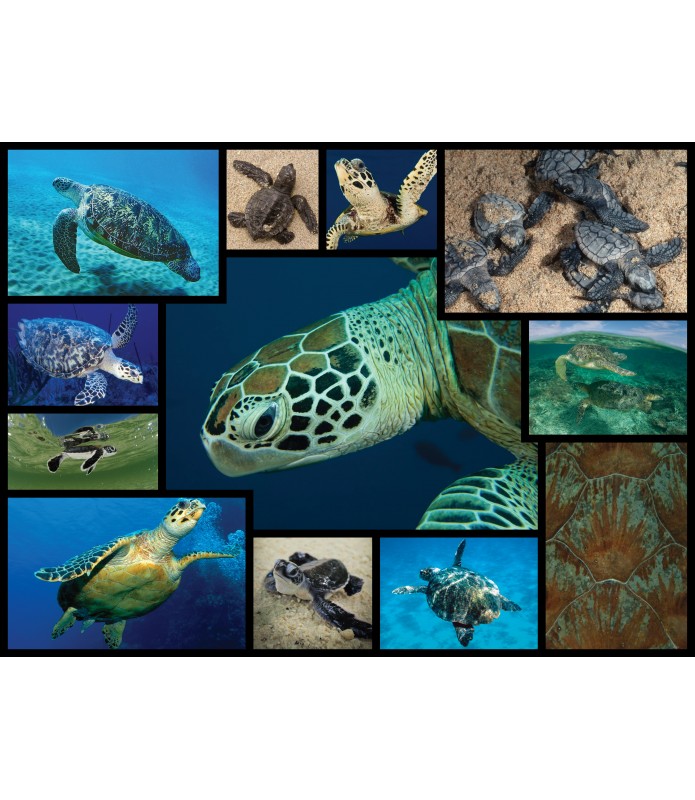 Puzzle de 1000 piezas tortugas