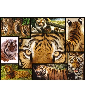 Puzzle 1000 piezas: Tigres